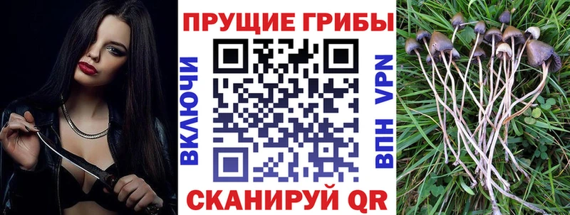 хочу наркоту  Кизляр  hydra   Псилоцибиновые грибы ЛСД 
